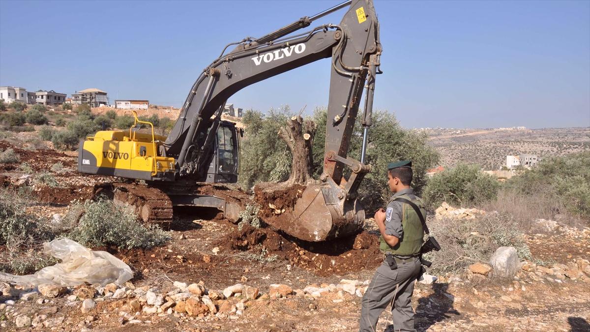 2024 yılında Batı Şeria’da 59 bin zeytin ağacı söküldü