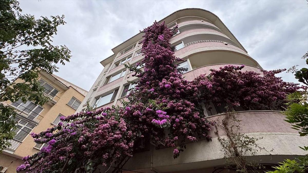 80 Yıllık Apartmanı Sarmalayan Begonvil