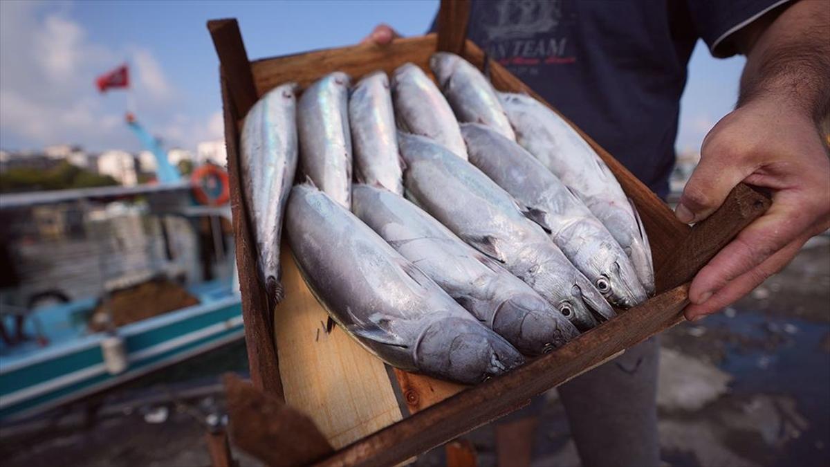 Akçakoca Balıkçıları Palamut Sezonuna Hazır