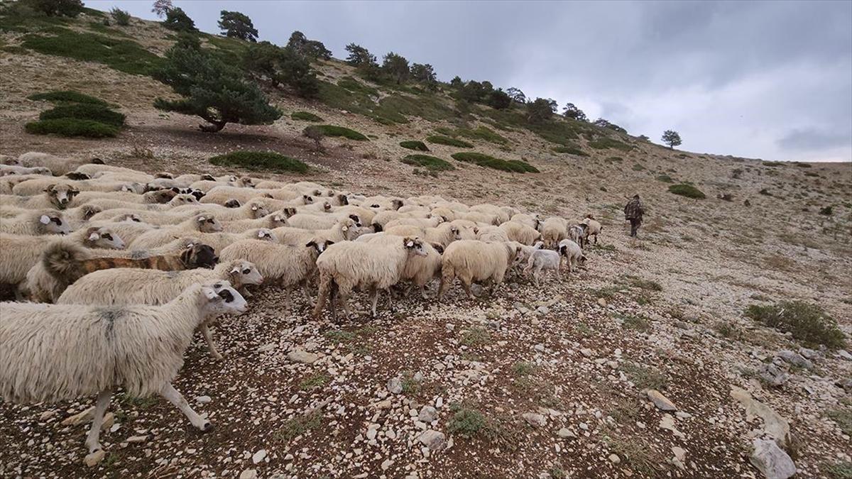 Amasya'da yaylacıların dönüş yolculuğu başladı