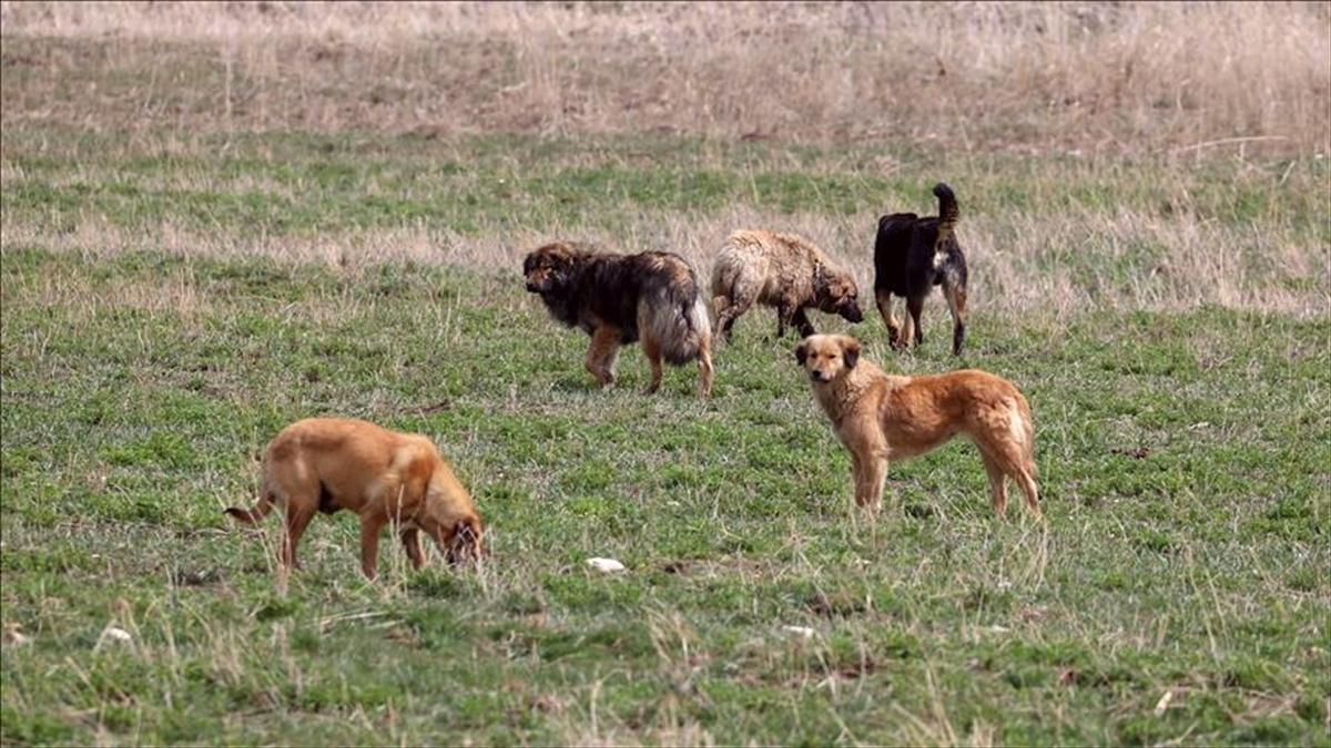 Ankara'da çocuğu ısıran köpek, 10 günlük gözetimin ardından alındığı yere bırakılacak