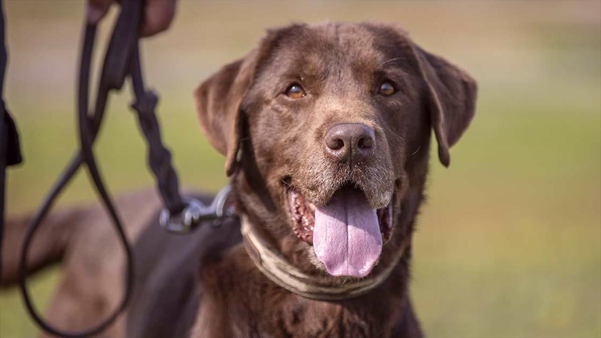 Arama kurtarma köpeği 