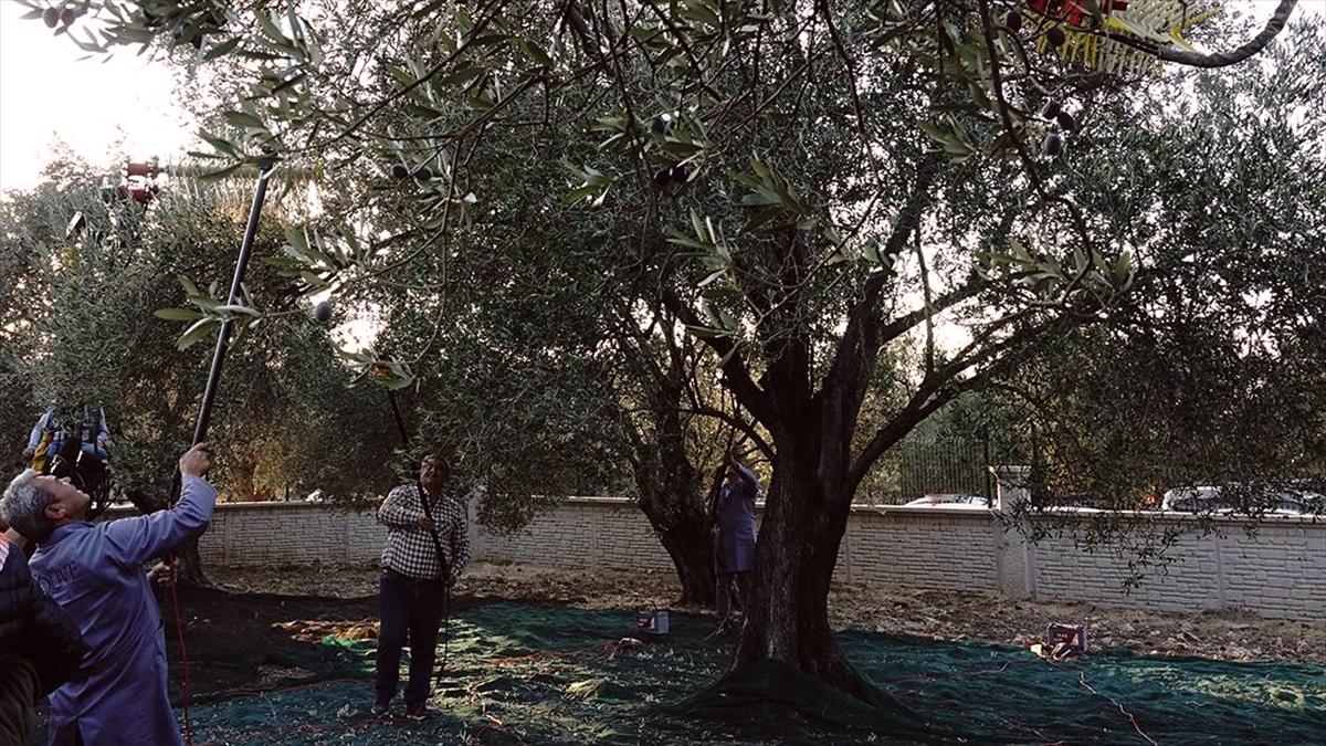 Balıkesir'de yaklaşık 11 asırlık ağaçtan zeytin hasadı