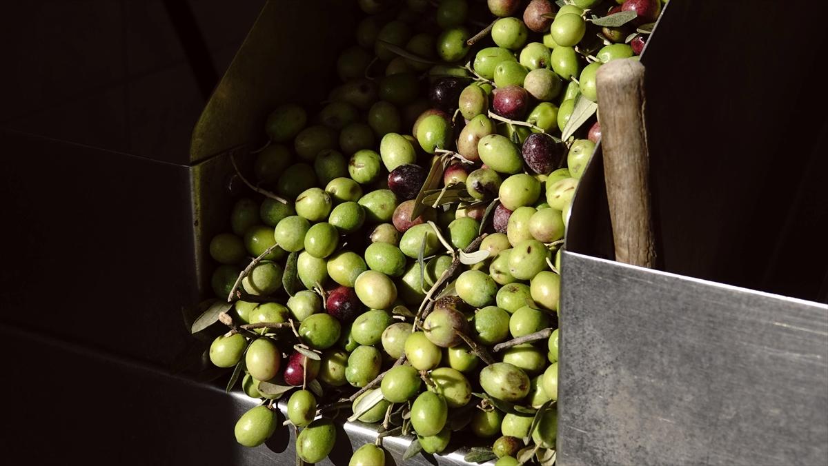 Balıkesir'de Zeytin Hasat Sezonu