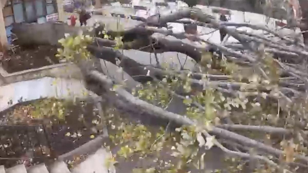 Beykoz'da şiddetli rüzgarda ağacın devrilmesi sonucu 1 kişi yaralandı