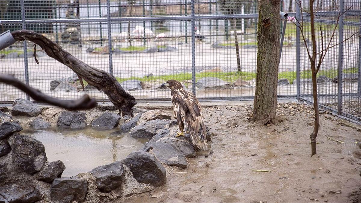 Bolu'da kanadı ampute edilen şah kartal Sakarya'da yeni yuvasına kavuştu