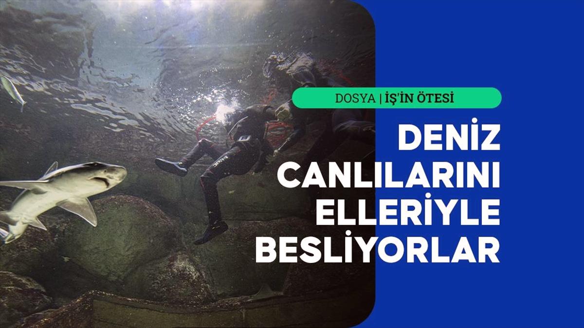 Denizsiz kentin dalgıçları köpekbalıklarını elleriyle besliyor