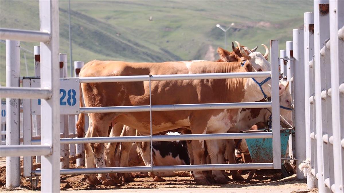 Erzurum, Kars ve Ağrı'dan farklı illere 87 bin 45 kurbanlık gönderildi