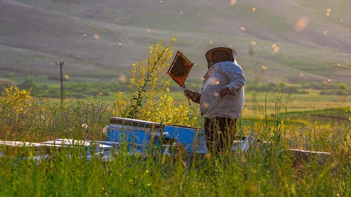 Faraşin Yaylası gezgin arıcıların sabit durağı oldu