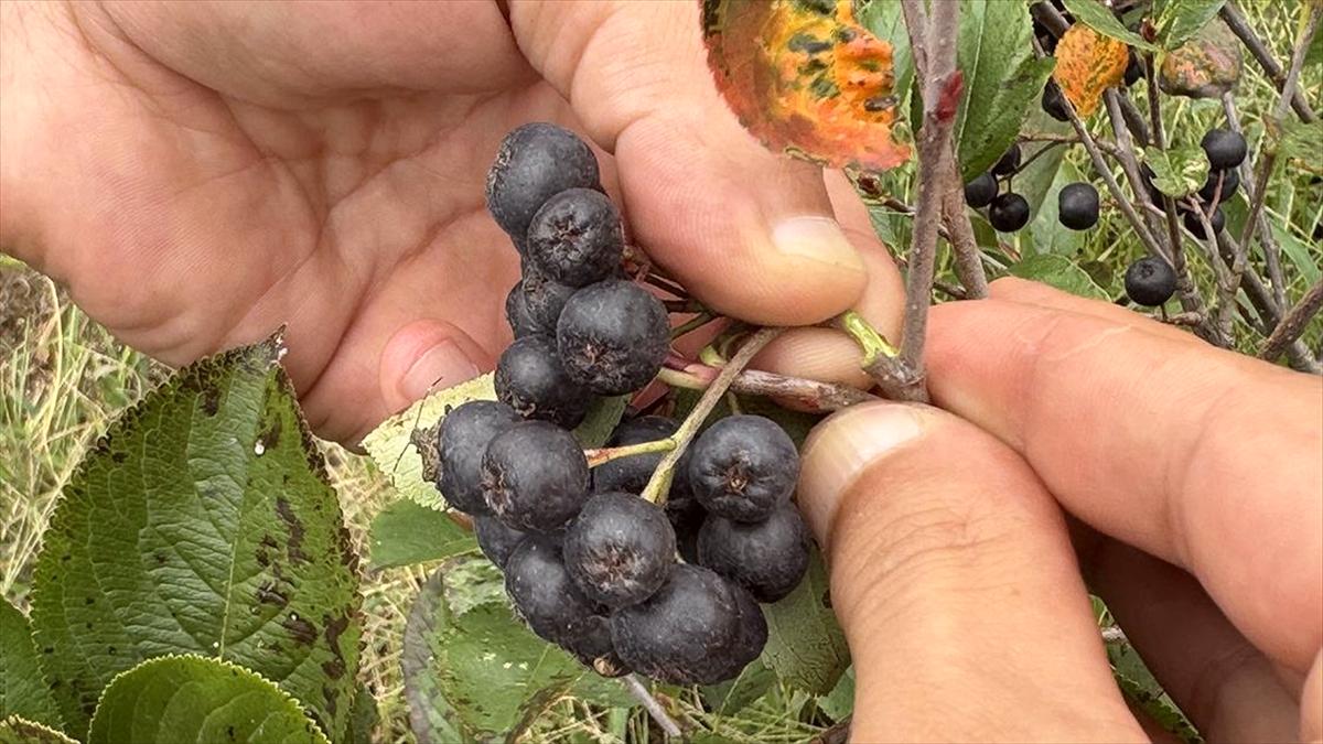 Fındık ve mısıra alternatif dikilen aronyada hasat mesaisi başladı