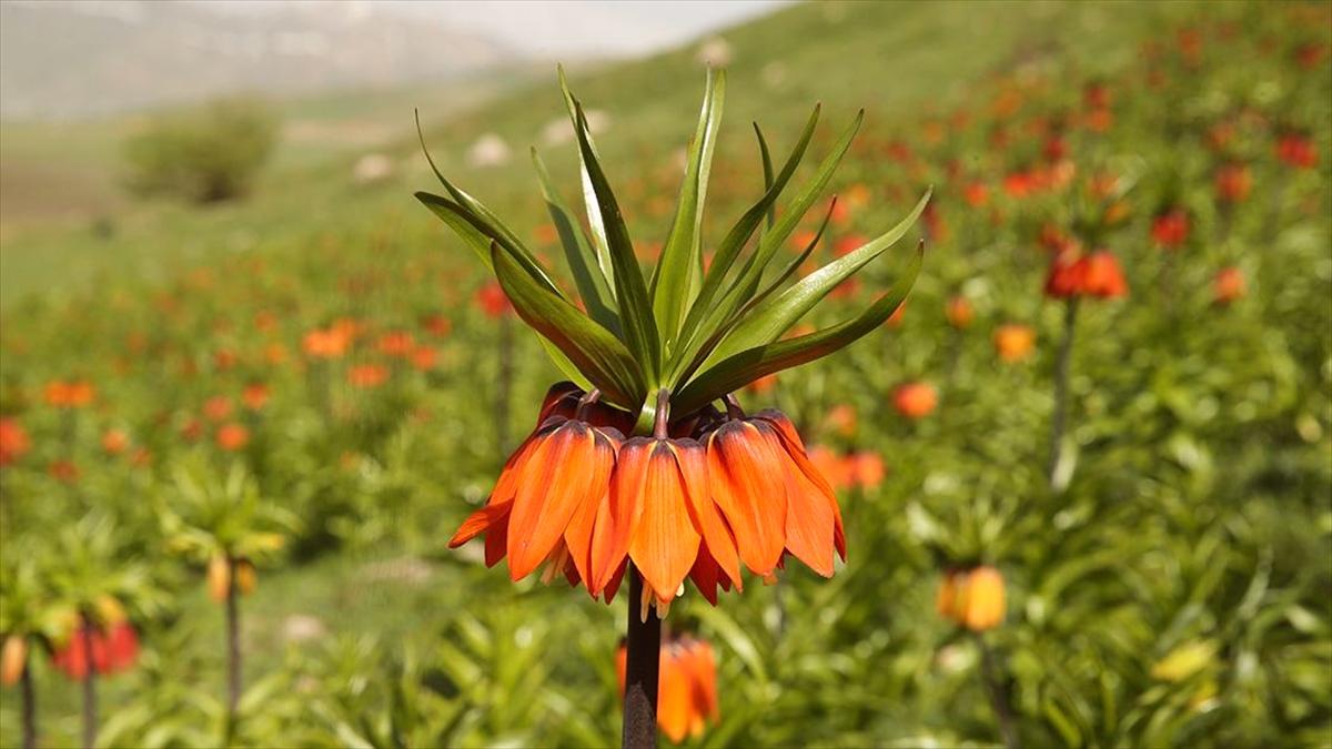 Hakkari'de ters lale vakti