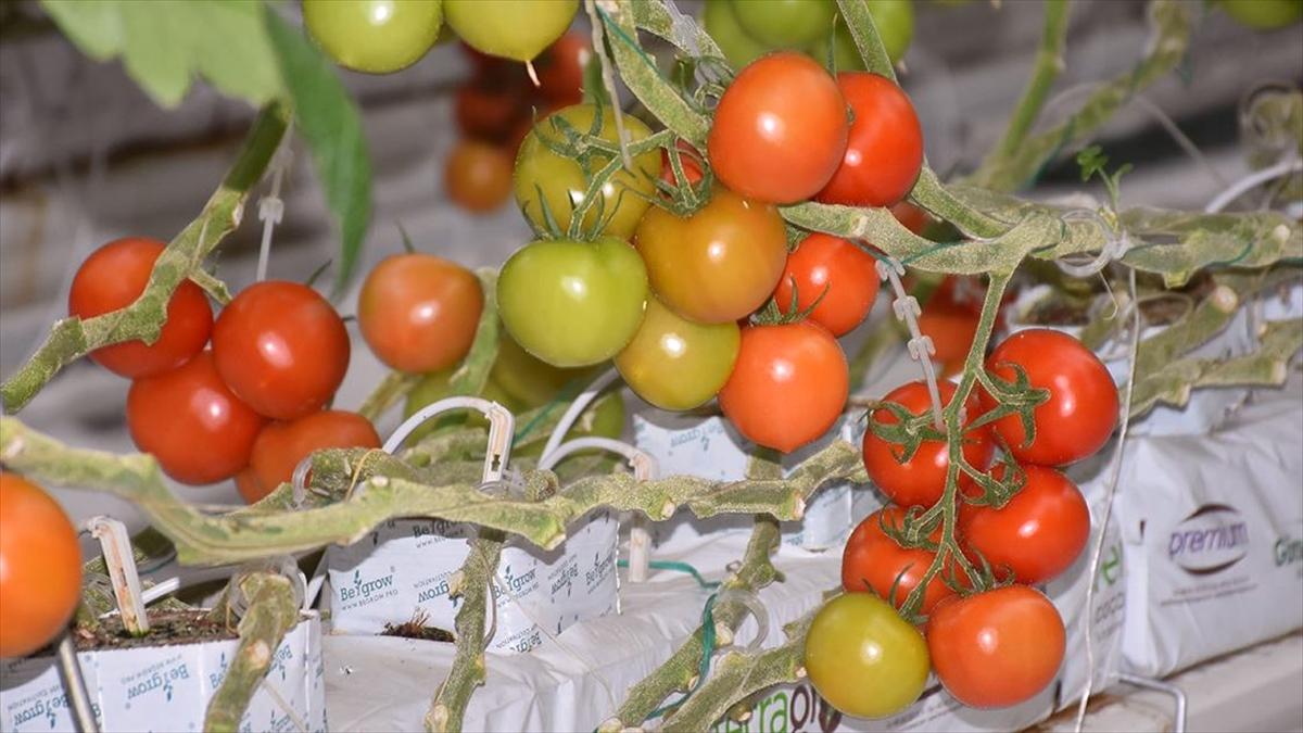 Jeotermal serada yetiştirilen domatese talep yoğun