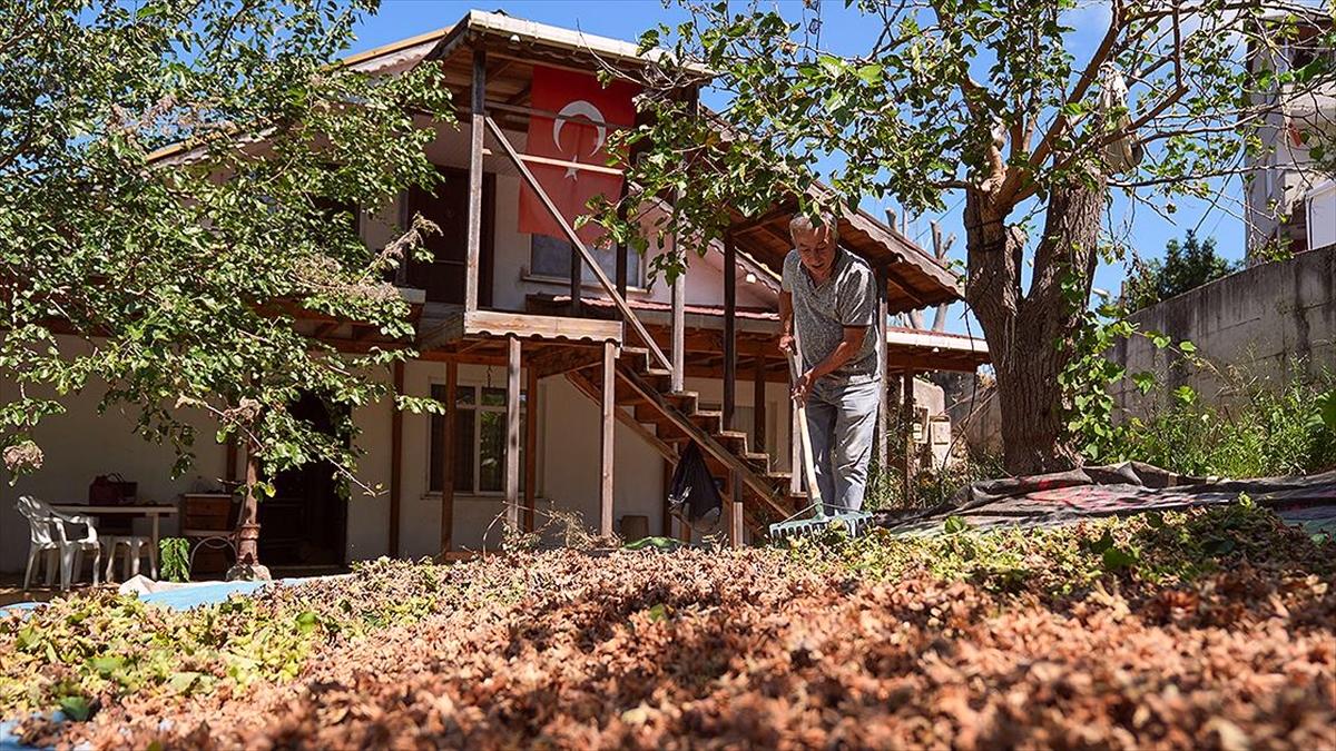 Karadeniz'deki fındık toplama telaşı İstanbul'daki fındık bahçelerini de sardı