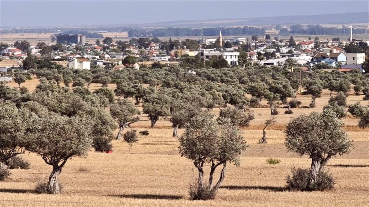 KKTC'de ilk kez bir zeytin türü 