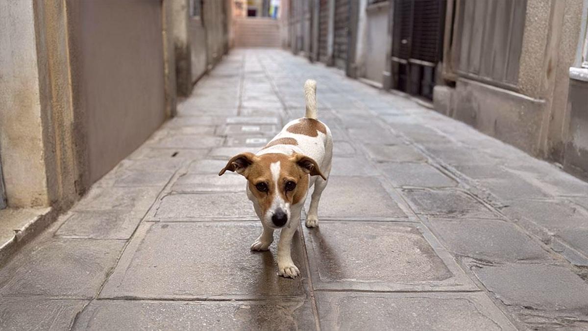 Köpek sahiplerinin vergi verdiği Almanya'da yıllık yaklaşık 400 milyon avro barınaklara aktarılıyor