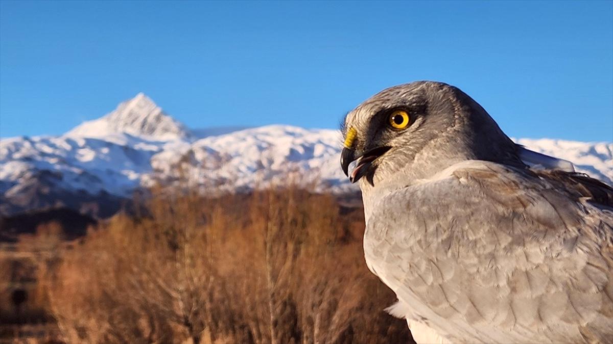 KuzeyDoğa Derneği'nin Kuş Göçü Araştırması