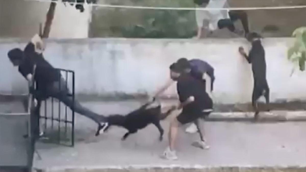 Maltepe'de pitbull cinsi köpek bir kişiye saldırdı