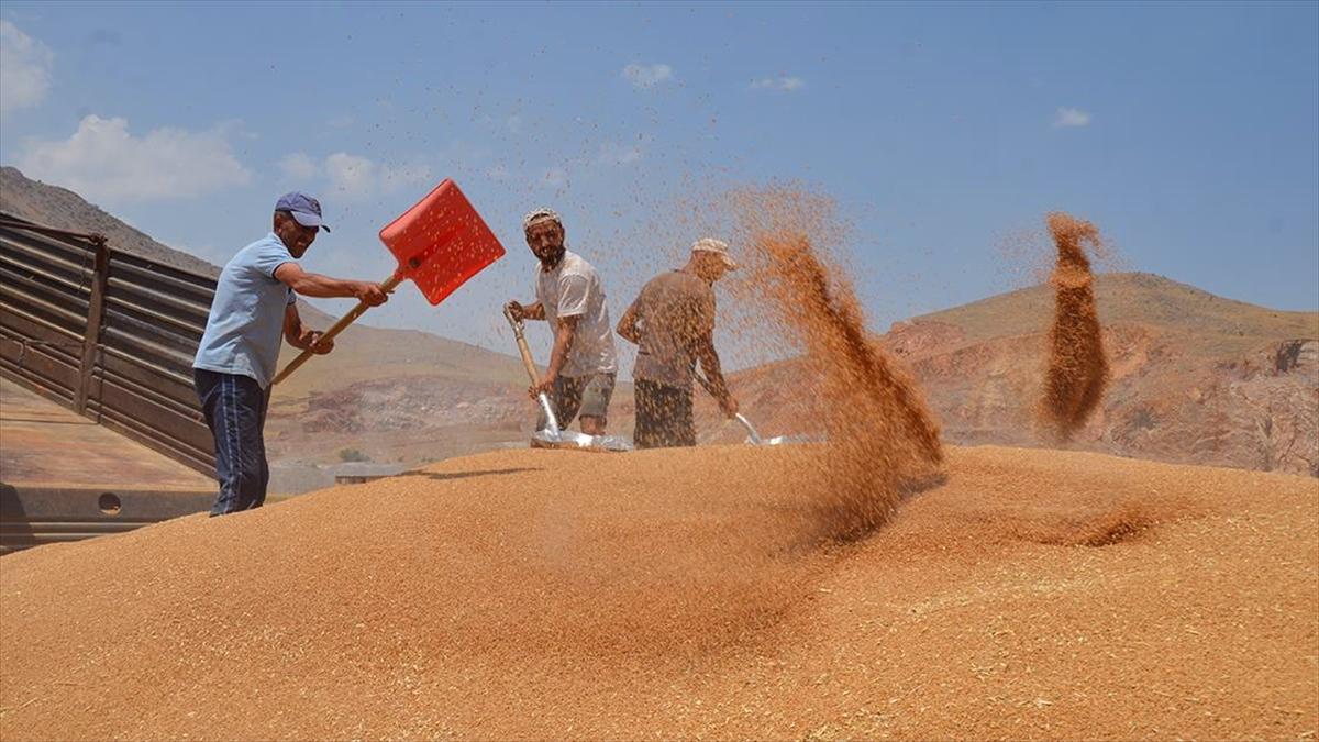 Muş'ta Buğday Üreticileri Hasadı Tamamlıyor