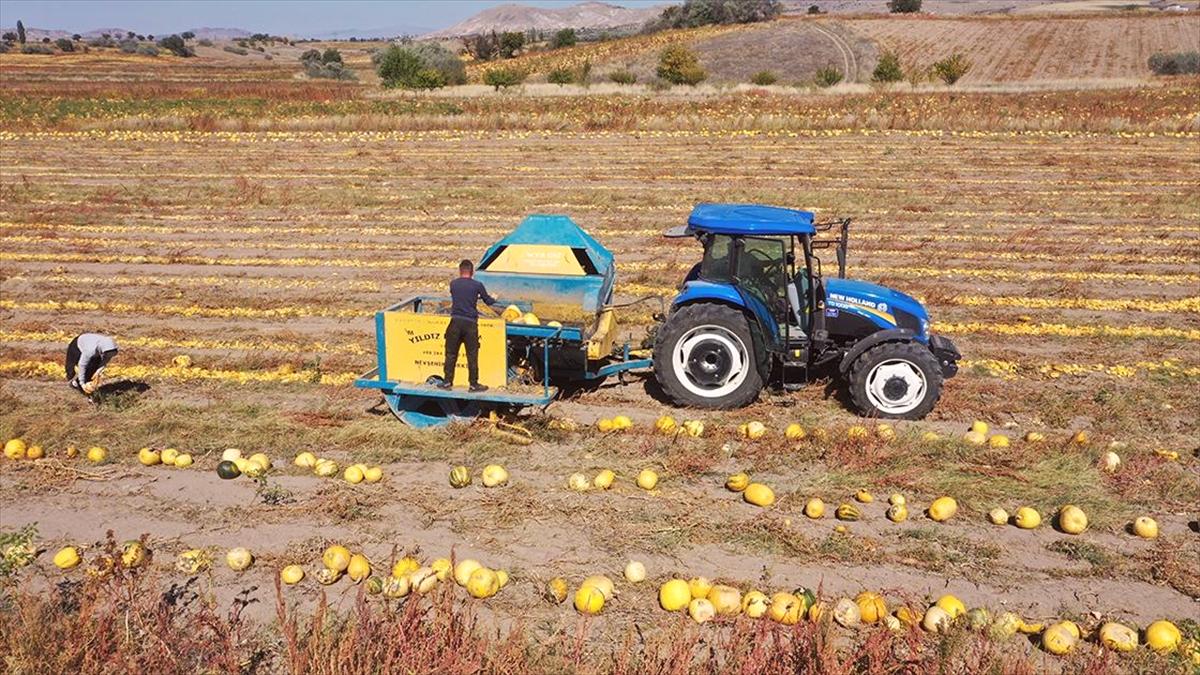 Nevşehir kabak çekirdeğinin üretimi coğrafi işaretle arttı