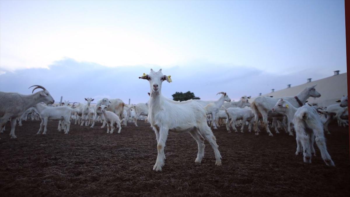 Oğlak ve kuzuların anneleriyle buluşma 