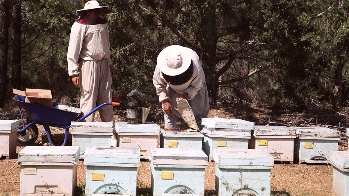 Olumsuz mevsim koşulları ve tarım ilaçları bal üretimini azaltıyor