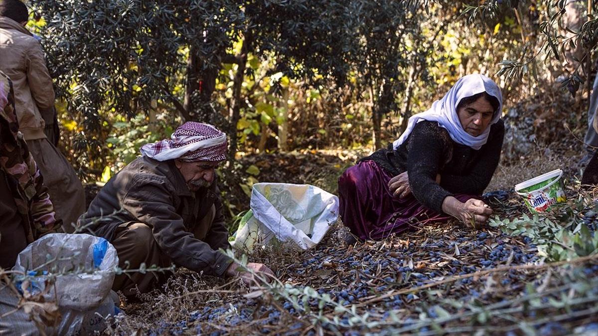 PKK nedeniyle yurtlarına dönemeyen Ezidiler, Laleş tapınağında zeytin hasadına başladı