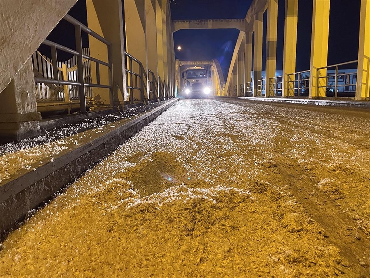 Sakarya'da birgün sineklerinin 