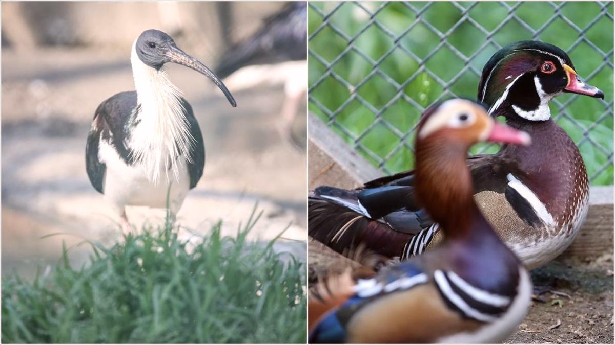 Saman boyunlu ibis kuşu ve mandarin ördeği Bursa hayvanat bahçesinde korunuyor