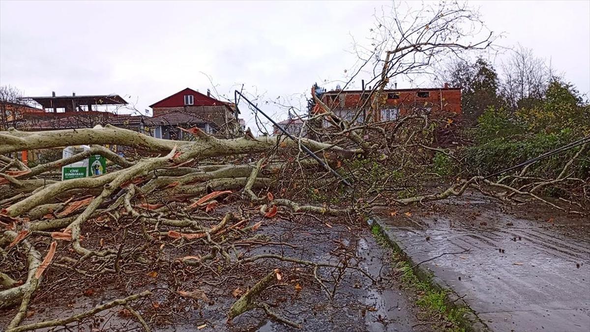 Samsun'da şiddetli rüzgarda 650 yıllık anıt ağaç devrildi