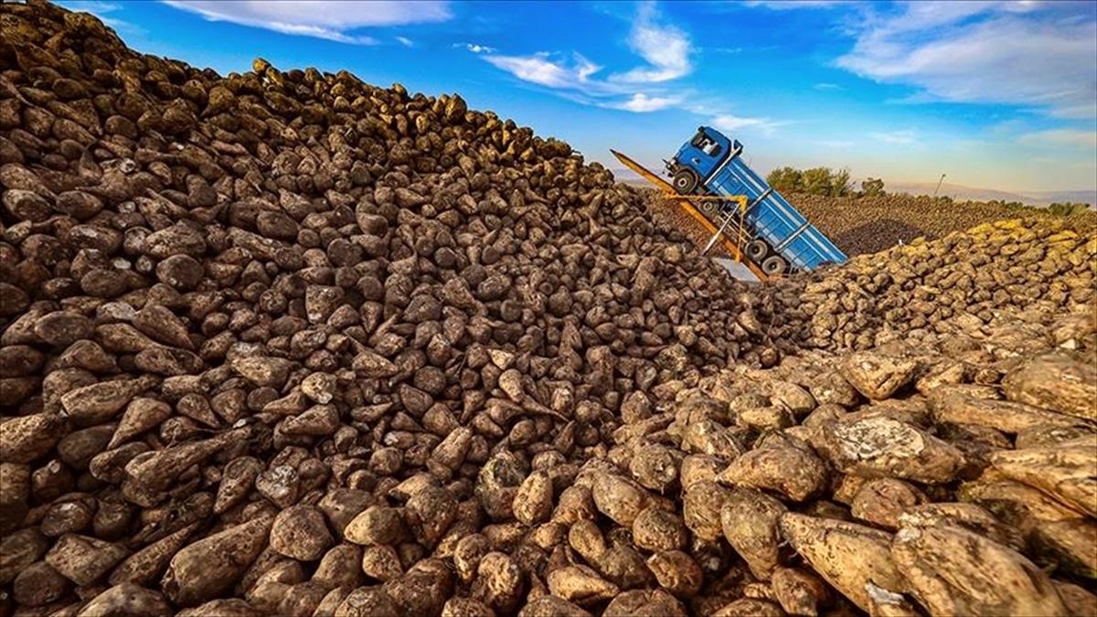 Şeker pancarı alım fiyatı ton başına 2 bin 375 lira olarak belirlendi