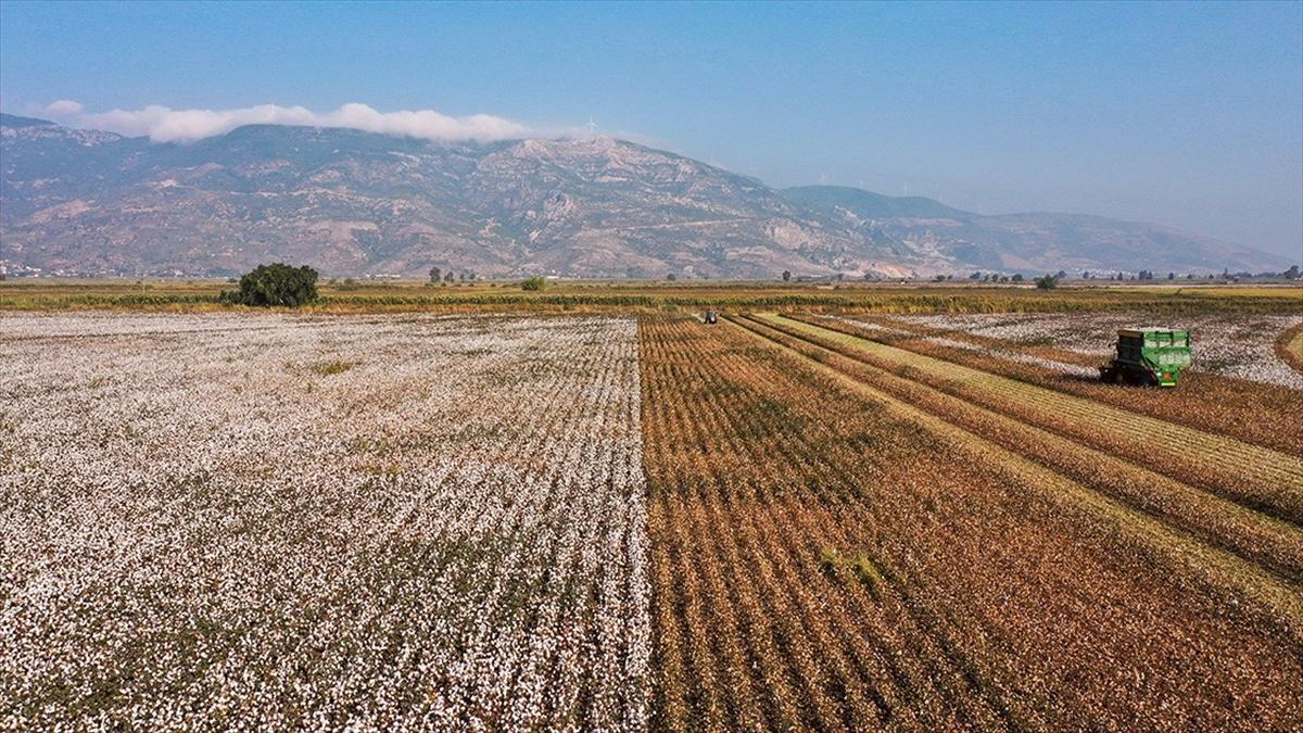 Söke pamuğu AB'den coğrafi işaret tescili aldı