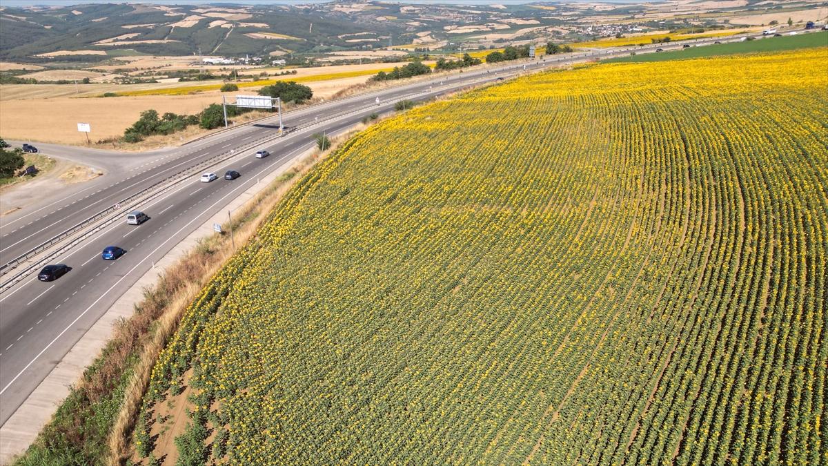 Tekirdağ'da Ayçiçeği Tarlalarının Güzelliği