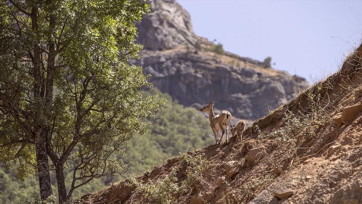 Tunceli'de Yaban Keçileri ve Yavruları