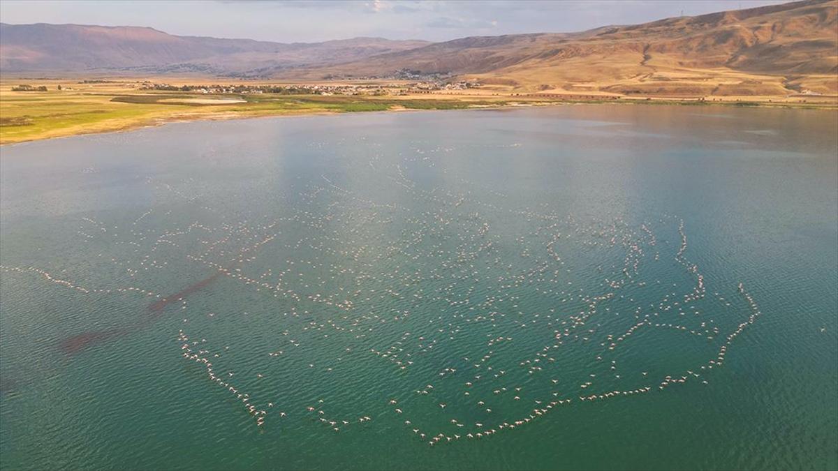 Van Gölü Havzası yazlıkçı flamingoları ağırlıyor