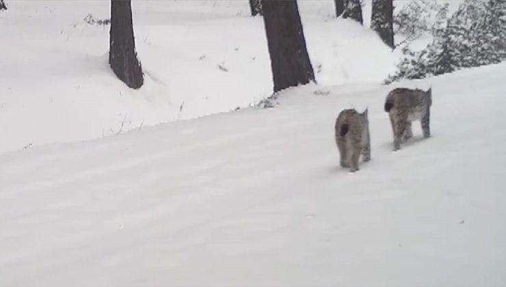 Ardahan’da iki vaşağın gezisi fotokapanla görüntülendi