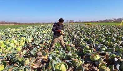 Bafra Ovası’nda 200 bin ton beyaz lahana hasadı bekleniyor