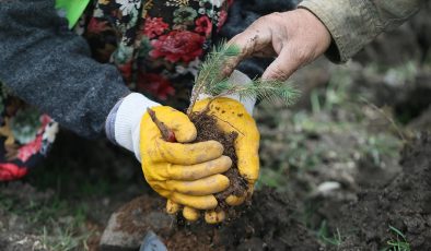 Gaziantep’te yanan 15 bin ağacın yerine 150 bin fidan dikiliyor