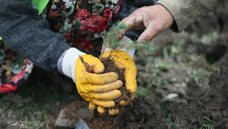 Gaziantep’te yanan 15 bin ağacın yerine 150 bin fidan dikiliyor