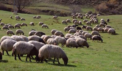 Hayvancılıkta 5 yıllık yol haritası yarın açıklanacak