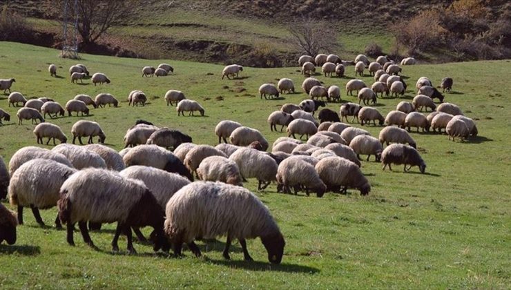 Hayvancılıkta 5 yıllık yol haritası yarın açıklanacak