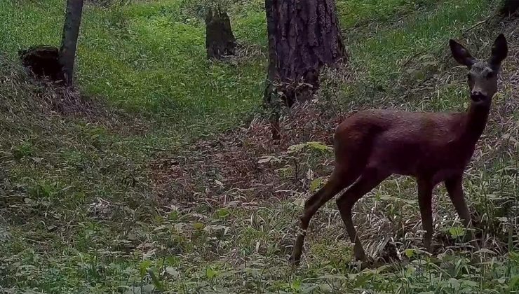 Ilgaz Dağı Milli Parkı’ndaki yaban hayatı fotokapanla görüntülendi