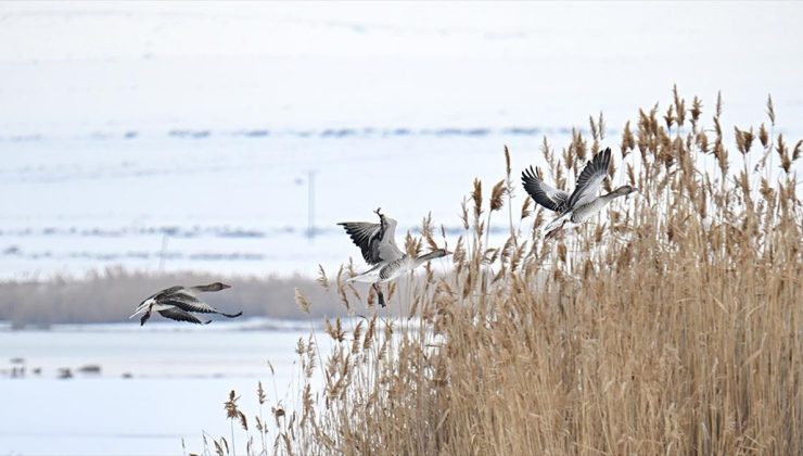 Koruma tedbirleri sayesinde Van’da görülen yaban kazlarının sayısı arttı