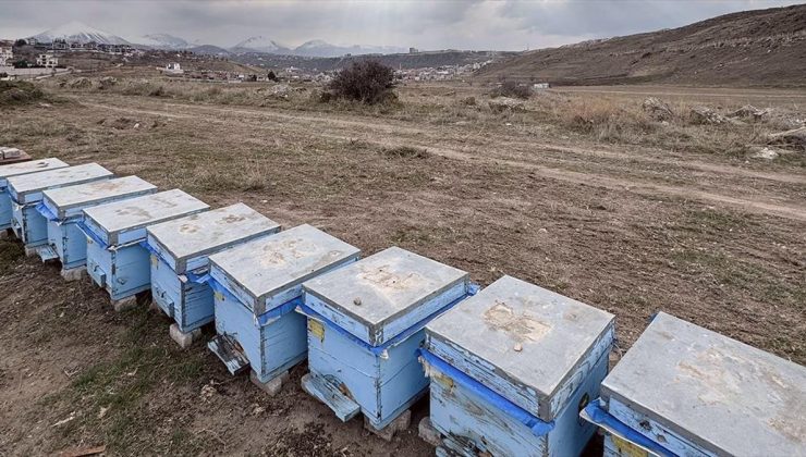 Polen kıtlığı nedeniyle kışa “yorgun” giren arılardaki kayıplar üreticileri endişelendiriyor