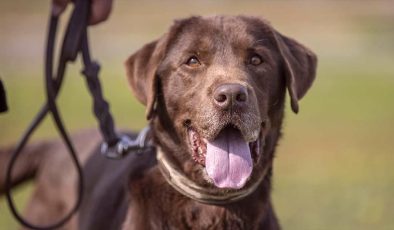 Arama kurtarma köpeği “Moka” her gün 3 saatlik eğitimle olası afetlere hazırlanıyor