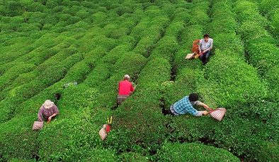 Çay üreticilerine 363,6 milyon lira destek ödemesi bugün yapılacak