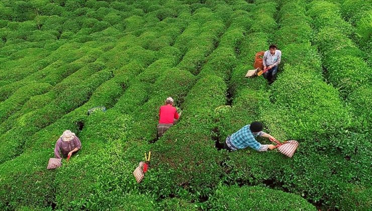 Çay üreticilerine 363,6 milyon lira destek ödemesi bugün yapılacak