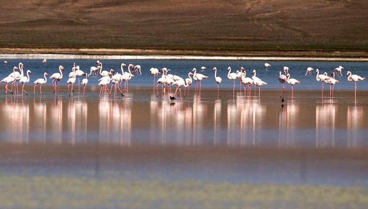 Flamingoların yaşam alanlarından Düden Gölü’nde su çekildi