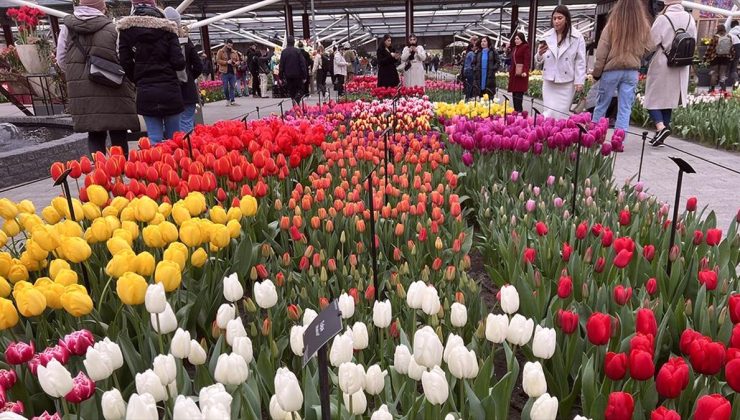 Hollanda’da dünyanın en büyük lale bahçelerinden Keukenhof, 75. kez ziyarete açıldı