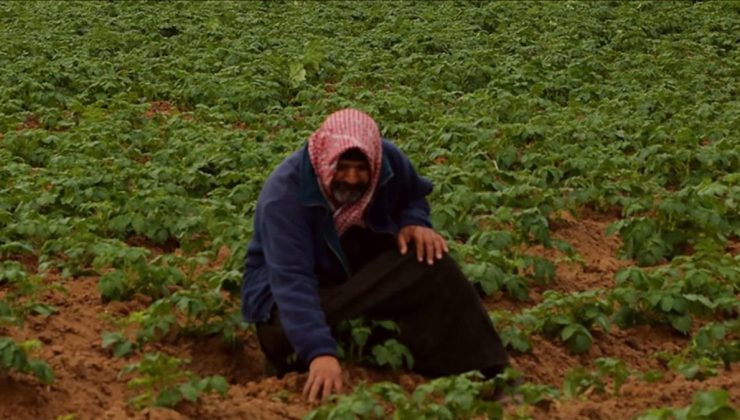 İsrail’in tarım arazilerine kimyasal saldırıları Gazze’de kanser riskini artırıyor