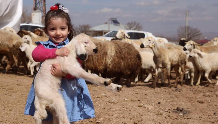 Kahramanmaraşlı depremzede besicilere verilen koyunların ilk kuzuları